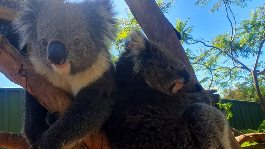 Koalas recuperándose de la ola de calor en Australia