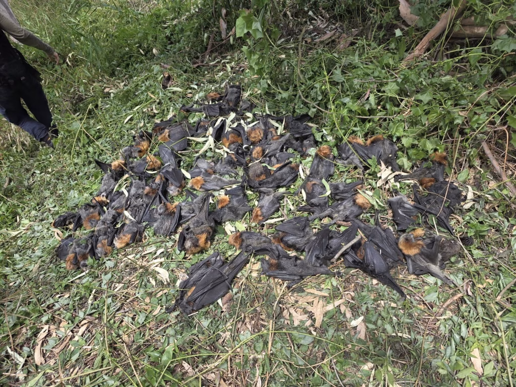 Murciélagos muertos en Australia